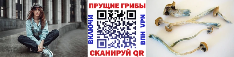 Купить закладки  Завитинск  Псилоцибиновые грибы GOLDEN TEACHER 